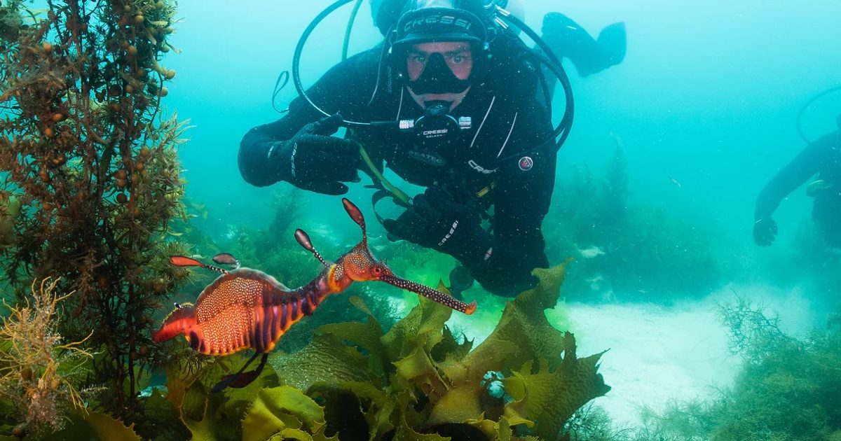 Scuba Diving in Tasmania – Wild Tamar