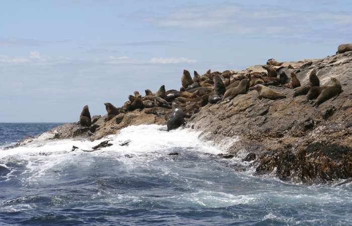 Seals on Rocks George Town