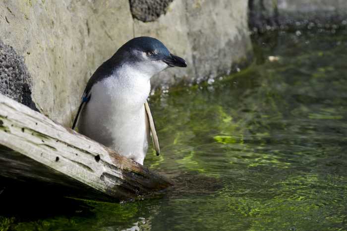 Penguins Low Head