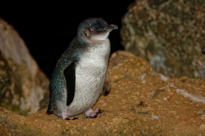 Penguins George Town